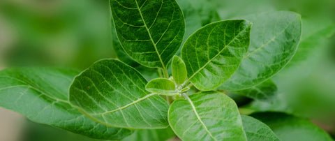 Ashwagandha und Schlafqualität: Was steckt dahinter?