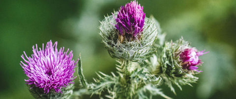 Milk thistle superfood: a natural helper