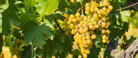 grape seed extract for your heart