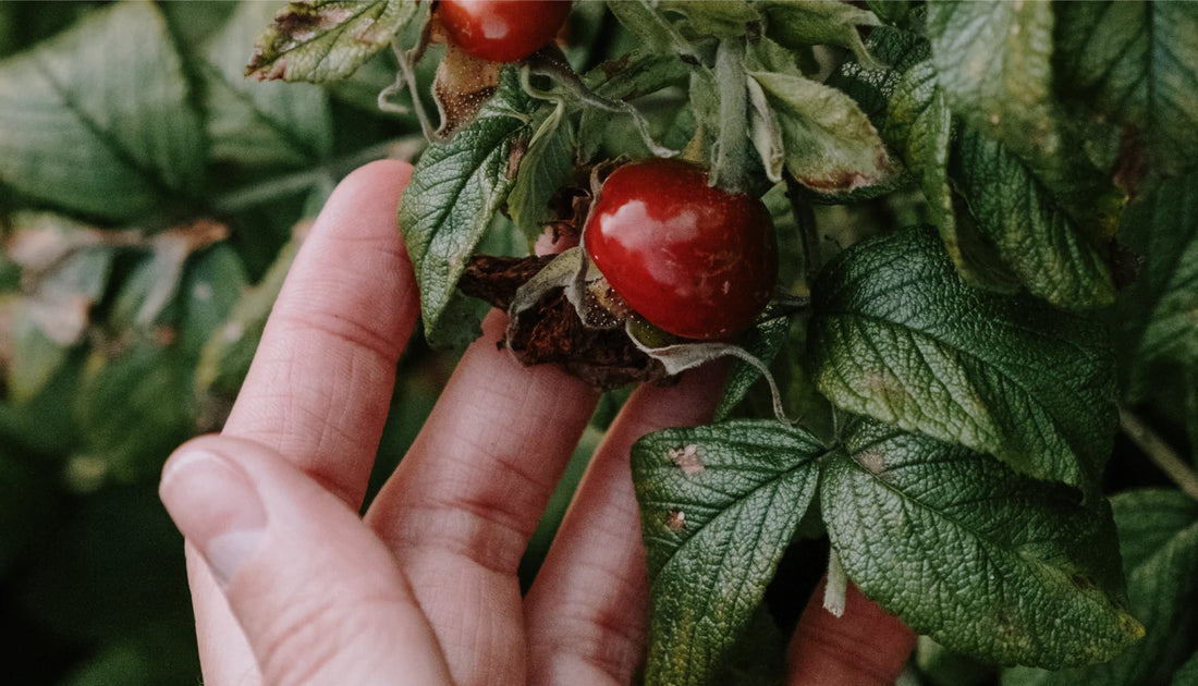 Local Superfood - Rose Hip