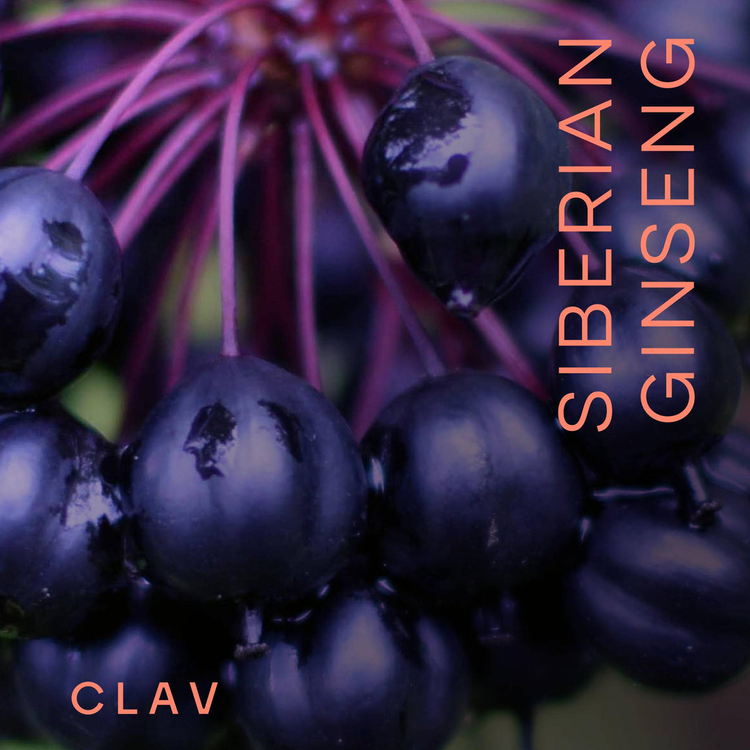 Siberian ginseng | Taiga root against exhaustion | CLAV